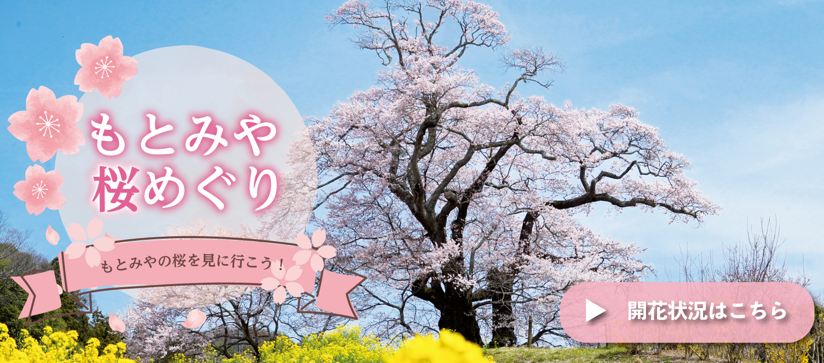 【トップ】桜開花情報