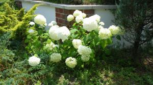 花の写真_アジサイ アナベル