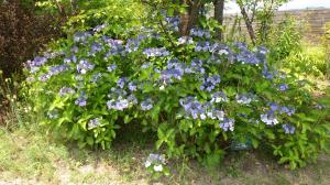 花の写真_ガクアジサイ