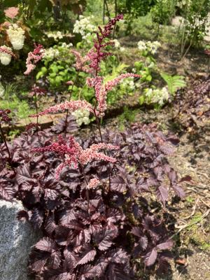 花の写真_アスチルベ チョコレートショーグン