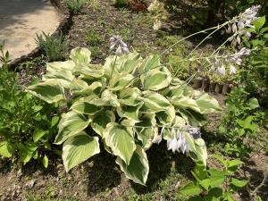 花の写真_ギボウシ