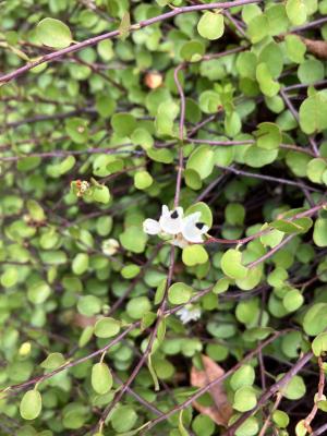 花の写真_ワイヤープランツ