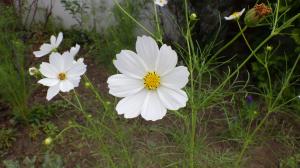 花の写真_コスモス