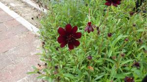 花の写真_チョコレートコスモス