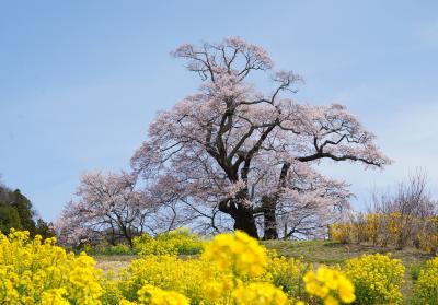 塩ノ崎の大桜（写真）