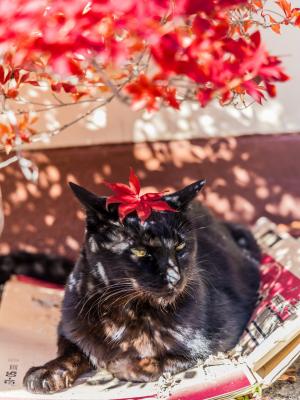 蛇の鼻へようこそ