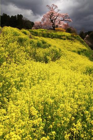 黄金の丘に立つ