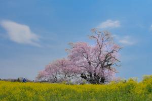 春光の大樹
