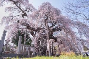 日輪寺の紅枝垂桜