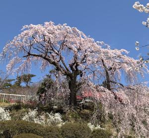 蛇の鼻（御殿前枝垂桜）