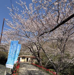 蛇の鼻（ソメイヨシノ）