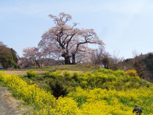 塩ノ崎の大桜（4月9日）遠目
