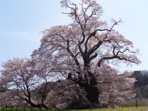 塩ノ崎の大桜（近め）