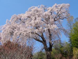 城ノ内古戦場の枝垂桜