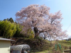 宮久保の大桜（散り始め）
