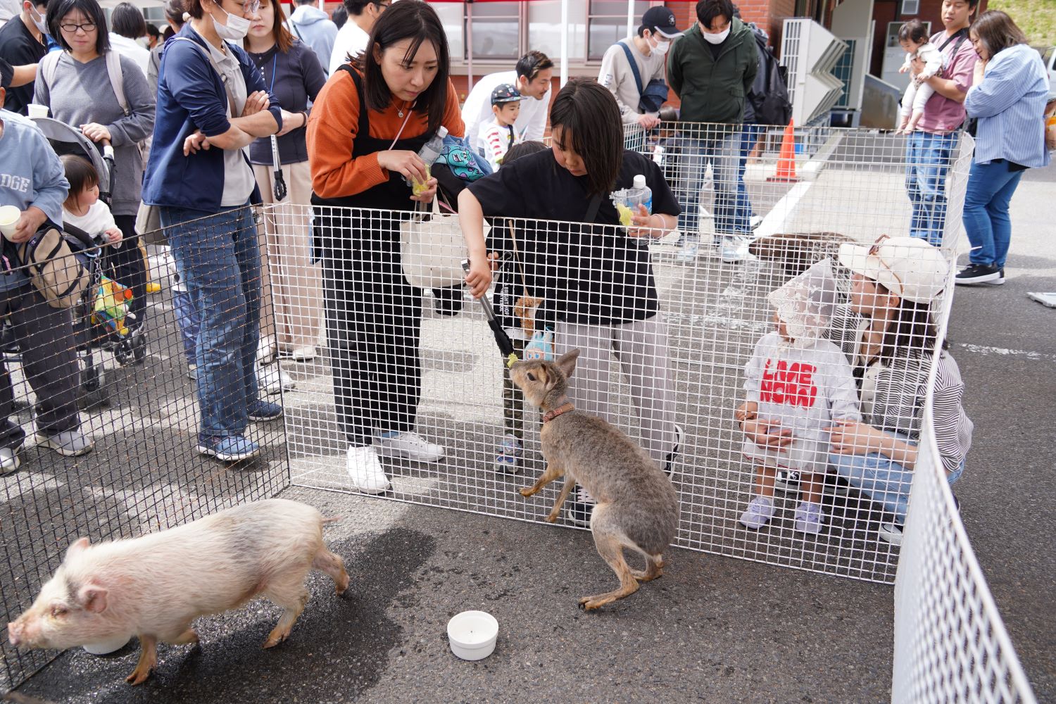ふれあい移動動物園