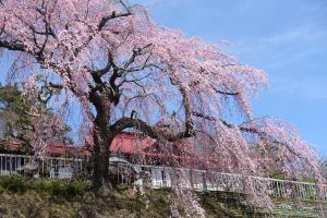 花と歴史の郷蛇の鼻御殿前枝垂れ桜