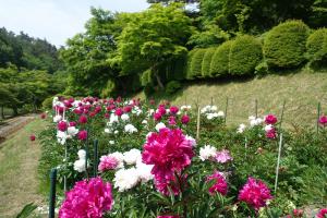 花と歴史の郷蛇の鼻のシャクヤク