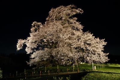 塩ノ崎の大桜ライトアップ