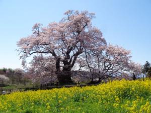 塩ノ崎の大桜1